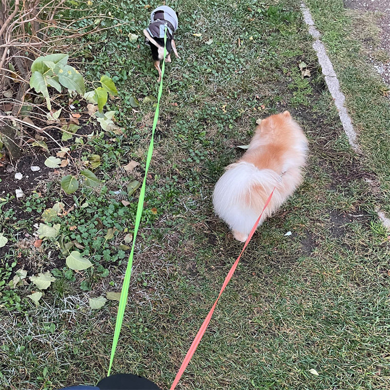 Retractable Dog Leash For Small Dogs Reflective Dual Pet Dogs Walking Leash | Koalakits36